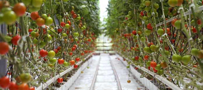 CABI launches new Horticulture Compendium